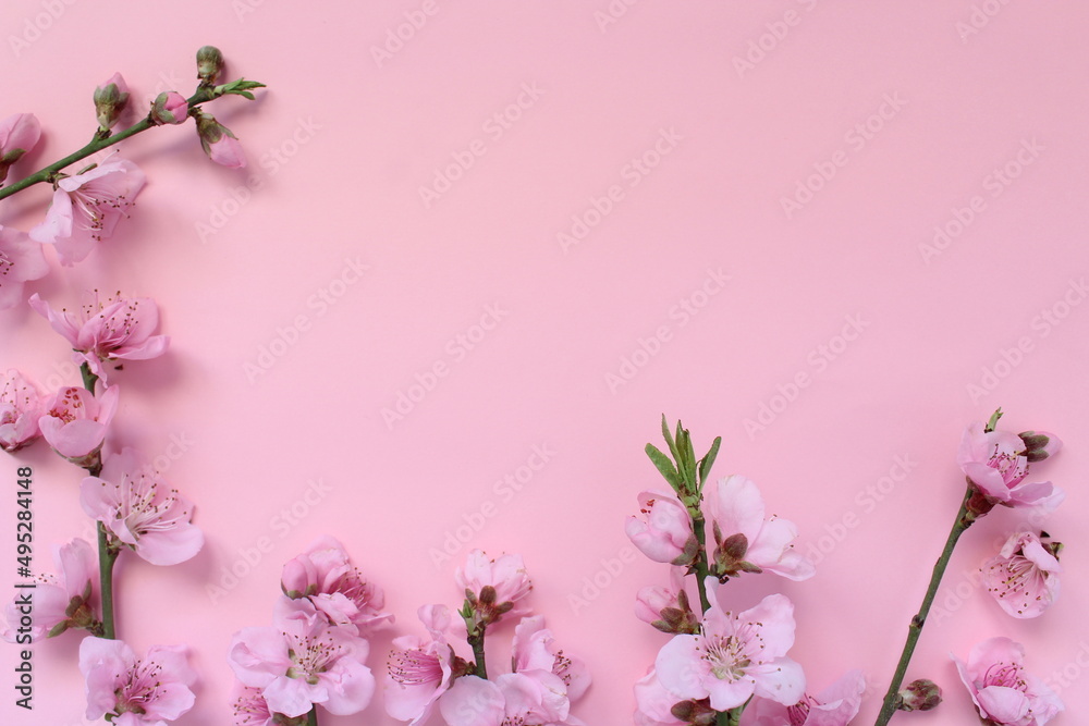 Spring concept idea. Blossom tree branches isolated on pink background. Top view on nectarine flowers with space for text.