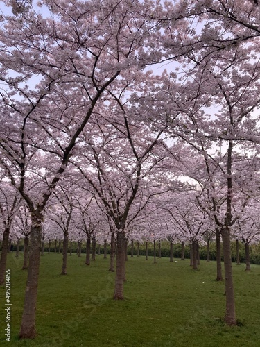 Japanese blossom cherry trees