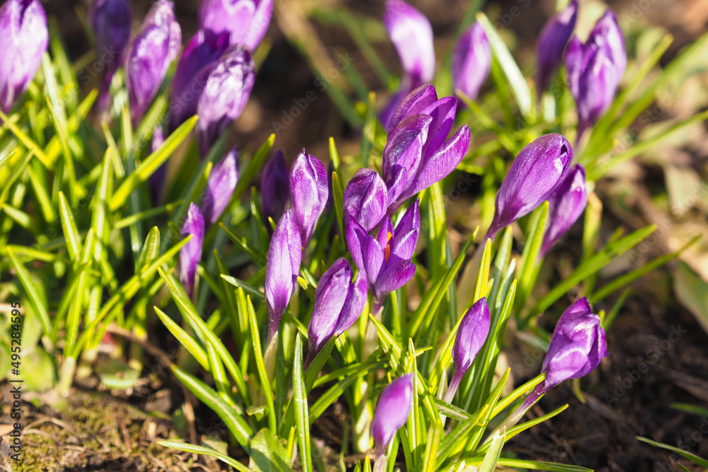 Crocus flowers blooming on sunlit meadow at springtime. Spring background, Crocus Iridaceae Crocus flowers blooming on sunlit meadow at springtime. Spring background, Crocus Iridaceae
