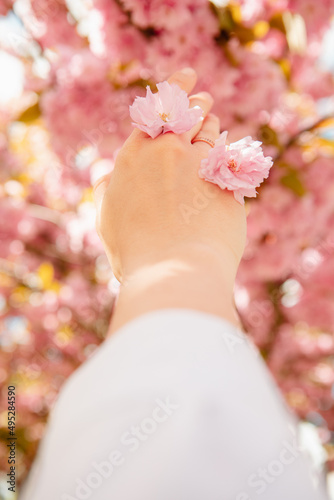 Fototapeta Naklejka Na Ścianę i Meble -  pink sakura flowers in woman hand