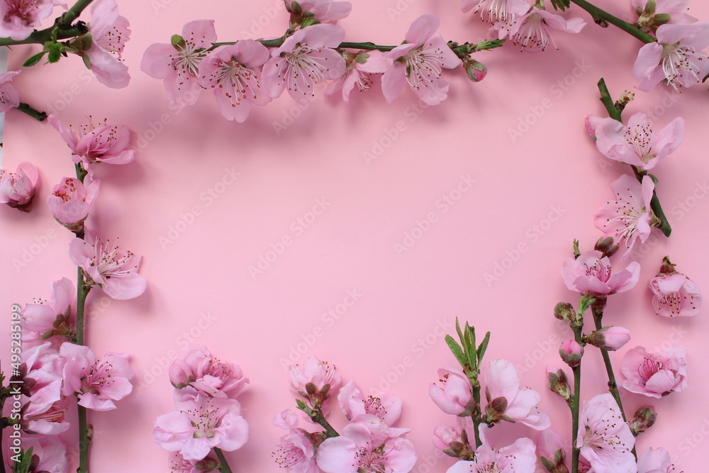 Spring concept idea. Blossom tree branches isolated on pink background. Top view on nectarine flower formed like frame with space for text.