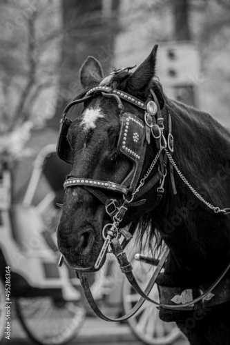 Central Park Horse © James