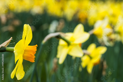 Daffodils In Full Bloom In 'Daffodil Valley' At Waddesdon Manor In Buckinghamshire photo