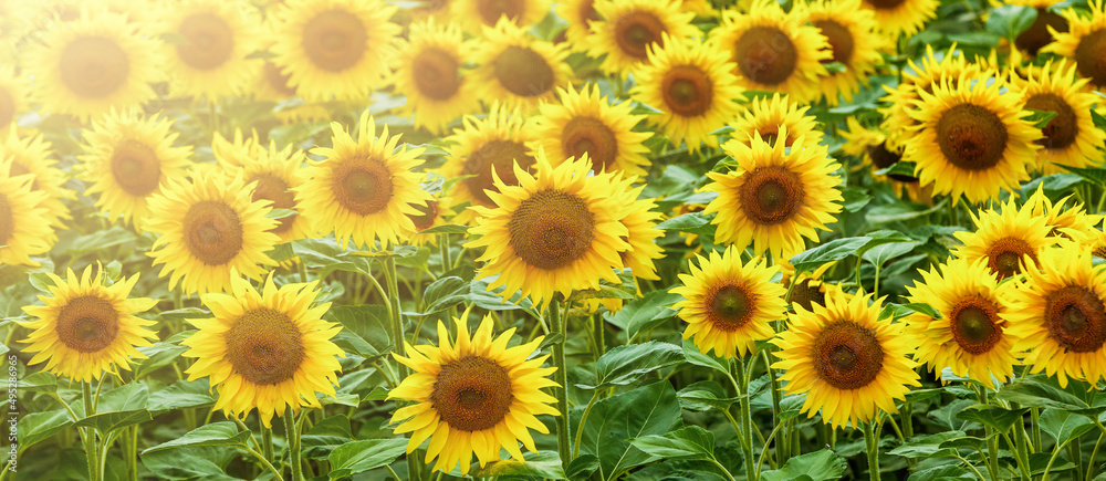 Sunflower natural background. Sunflower blooming Sunflower natural background. Sunflower blooming