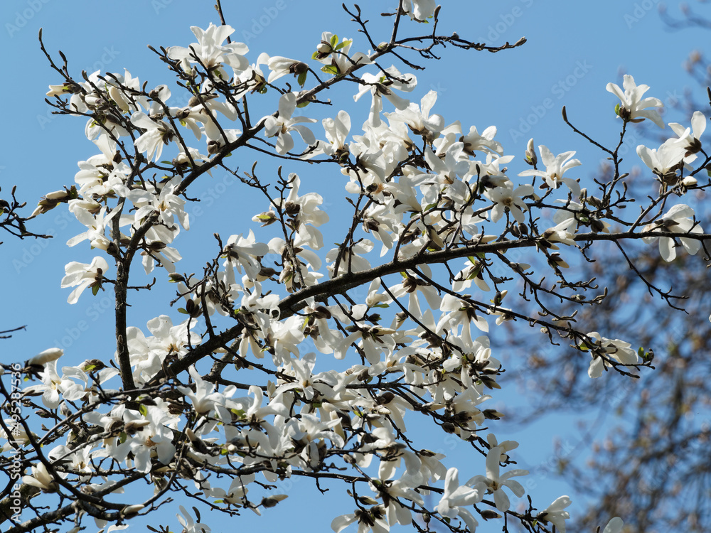 Kobushi magnolia or mokryeon (Magnolia kobus). Young tree blooming in early spring bearing white flowers with hints of pale pink on grey-brown branches without leaves Kobushi magnolia or mokryeon (Magnolia kobus). Young tree blooming in early spring bearing white flowers with hints of pale pink on grey-brown branches without leaves