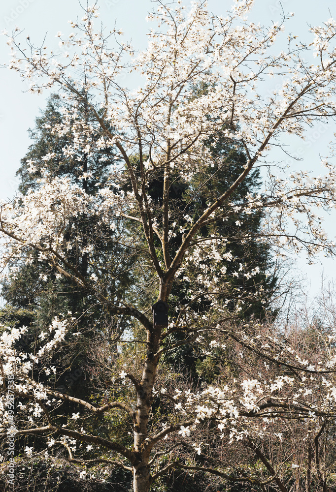 Magnolia kobus - Kobushi magnolia or mokryeon tree with beautiful star flowers, white petals with hints of pink on green twigs with small brown spots on grey-brown branches Magnolia kobus - Kobushi magnolia or mokryeon tree with beautiful star flowers, white petals with hints of pink on green twigs with small brown spots on grey-brown branches