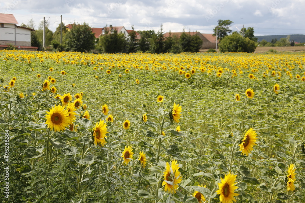 Fototapeta premium Sonnenblumen auf einem Feld im Thueringer Becken. Thueringen, Deutschland, Europa -- Sunflowers in a field in the Thuringian Basin. Thuringia, Germany, Europe