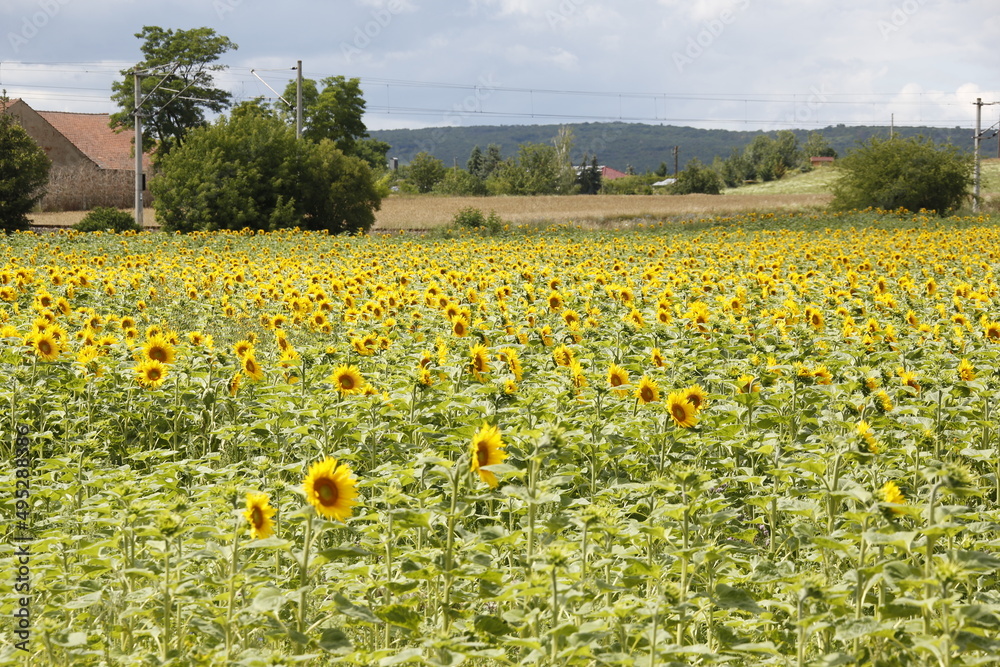 Obraz premium Sonnenblumen auf einem Feld im Thueringer Becken. Thueringen, Deutschland, Europa -- Sunflowers in a field in the Thuringian Basin. Thuringia, Germany, Europe