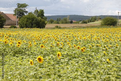 Sonnenblumen auf einem Feld im Thueringer Becken. Thueringen, Deutschland, Europa -- Sunflowers in a field in the Thuringian Basin. Thuringia, Germany, Europe