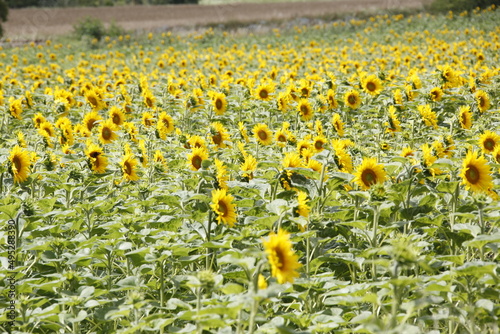 Sonnenblumen auf einem Feld im Thueringer Becken. Thueringen, Deutschland, Europa  --
Sunflowers in a field in the Thuringian Basin. Thuringia, Germany, Europe photo