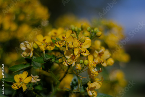  Flores de Sen del campo - Senna corymbosa  photo