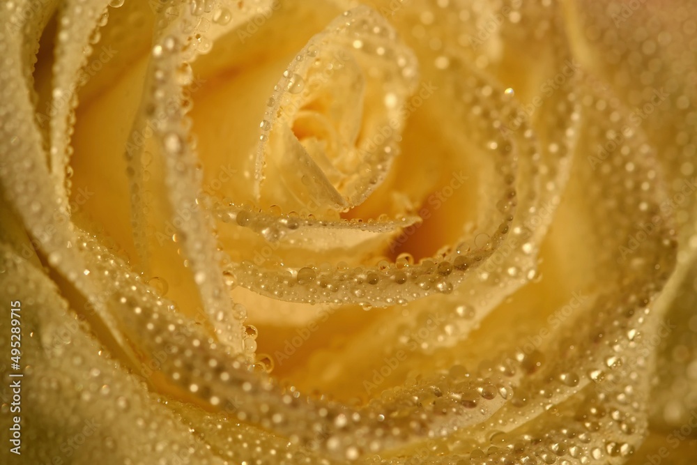 Beautiful blooming flower in spring time. White rose with dew drops. Close up macro shot. Beautiful blooming flower in spring time. White rose with dew drops. Close up macro shot.