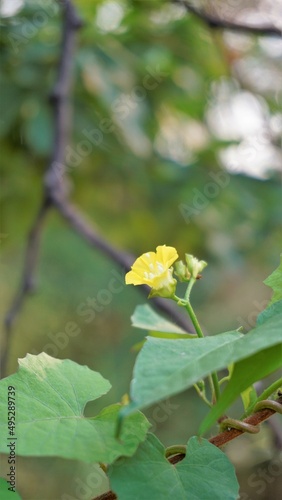 Beautiful yellow flower of Merremia umbellata also known as Hogvine, Sea spleenwort, Aguinaldo Amarillo etc. Spotted in Madiwala lake, Bangalore