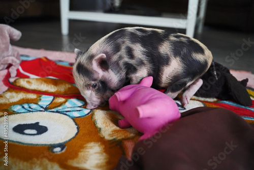 Pied mini baby pig in hand rearing
