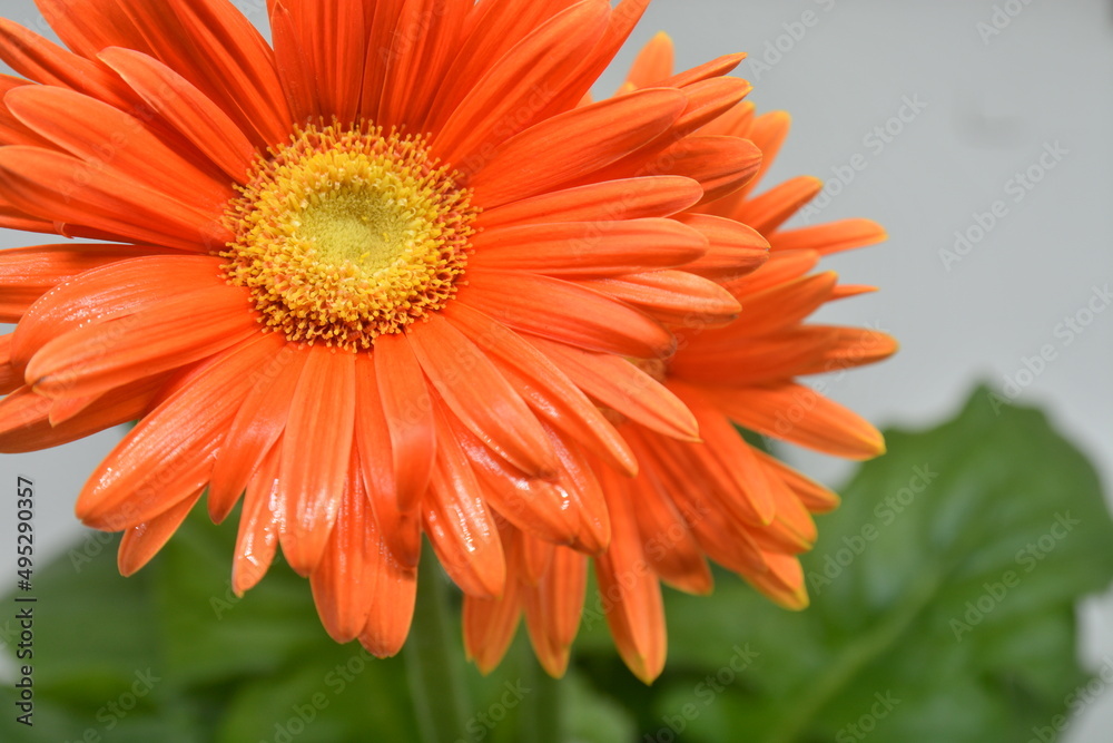 fiore arancione natura flora botanica fiore arancione natura flora botanica
