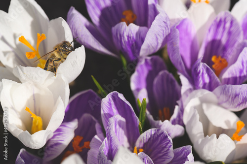 Honey bee in the crocus flowers. Honey bee gathering pollen. Honey bee in the flower. Macro honey bee. Insect in the flower. Crocus flower in full bloom