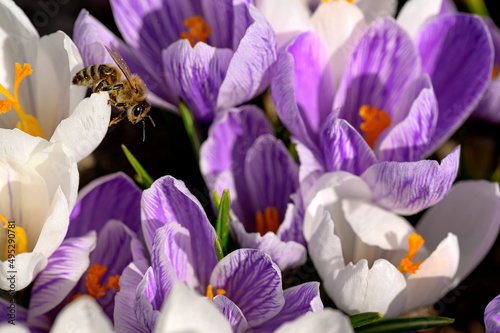 Honey bee in the crocus flowers. Honey bee gathering pollen. Honey bee in the flower. Macro honey bee. Insect in the flower. Crocus flower in full bloom photo