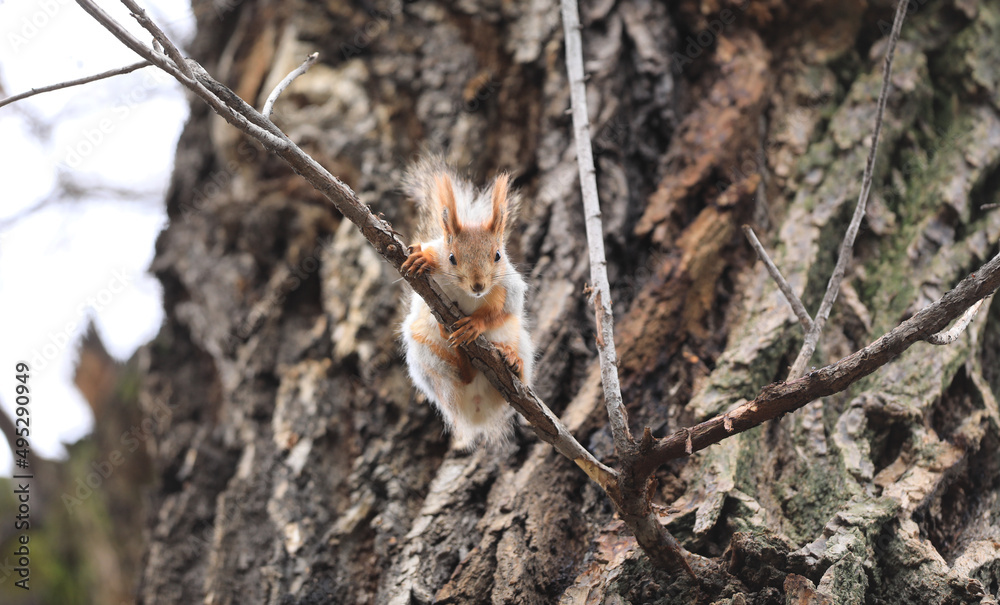 funny squirrel on a tree branch