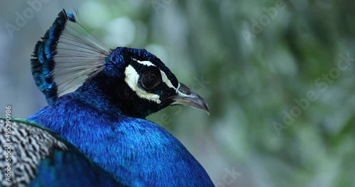 peacock head close up