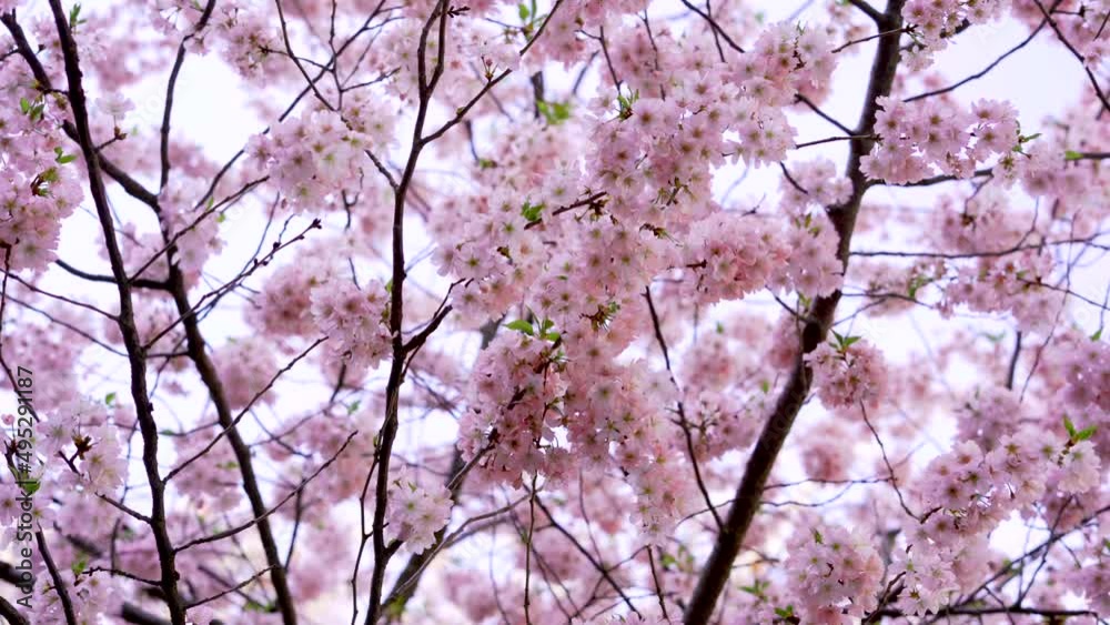 Beautiful tender tree blossom in sun light, floral background, spring blooming flowers Beautiful tender tree blossom in sun light, floral background, spring blooming flowers