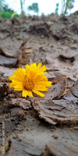 The yellow flowers in the sand give their wonderful scent to the world