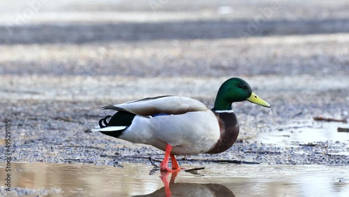 A male duck drinks water from a puddle. Beautiful drake close-up.