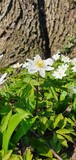 Zawilec Anemone kwiat wiosna