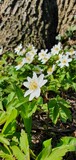 Zawilec Anemone kwiaty wiosna
