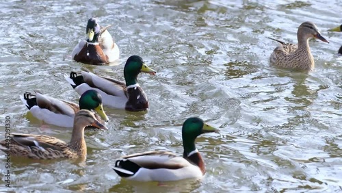 Ducks and drakes on the water compete for food. A flock of ducks close up. Beautiful wild birds.