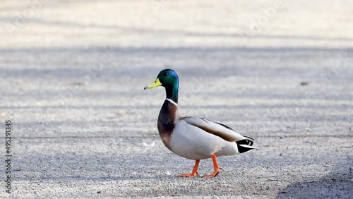 The male duck walks and looks into the camera. Beautiful drake close-up.