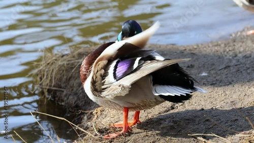 A male duck cleans his feathers on the river bank. Beautiful drake close-up.