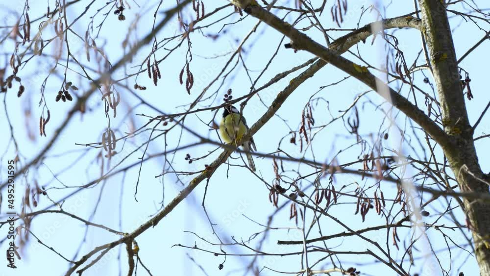 The tit sits on a tree branch. A beautiful little bird flies away from a branch. The tit sits on a tree branch. A beautiful little bird flies away from a branch.