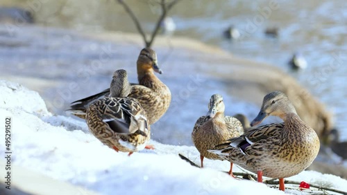 Ducks and drakes in the wild. Early spring. Ducks on the river bank close-up.