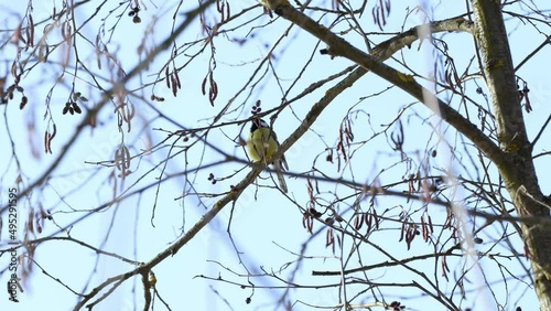 The tit sits on a tree branch. A beautiful little bird flies away from a branch.