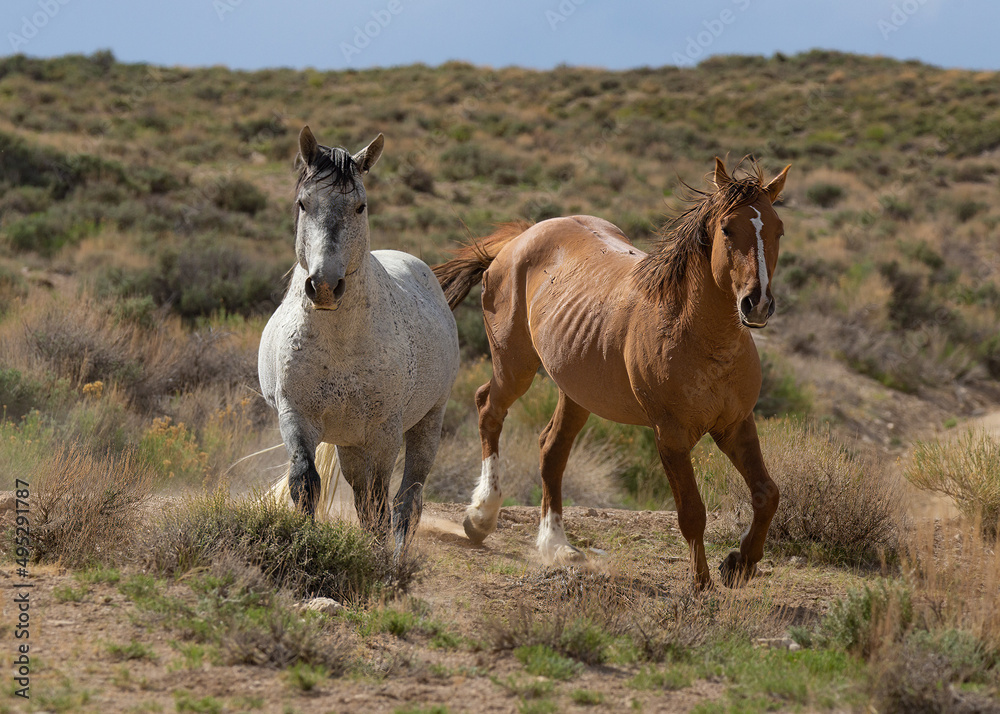 Two wild mustangs in the Sand Wash Basin of Northern Colorado Two wild mustangs in the Sand Wash Basin of Northern Colorado