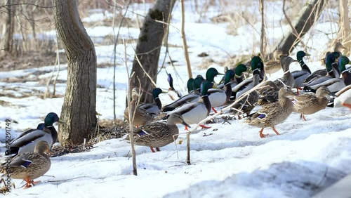 Wild ducks and drakes eat. A flock of ducks in early spring.