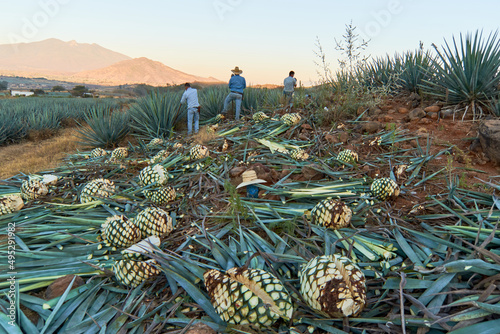 Jimador or farmer working in a tequila plantation in Jalisco, Mexico. photo