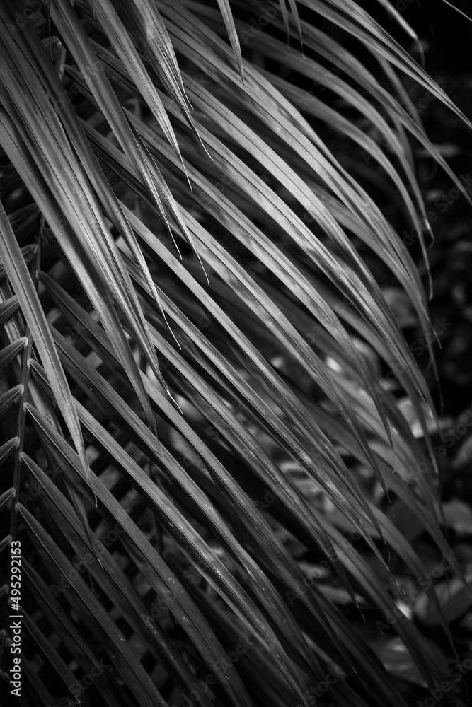Obraz premium Cirrus palm. Close up of leaves. Background, texture. exotic plant. Nature, naturalness. B/W