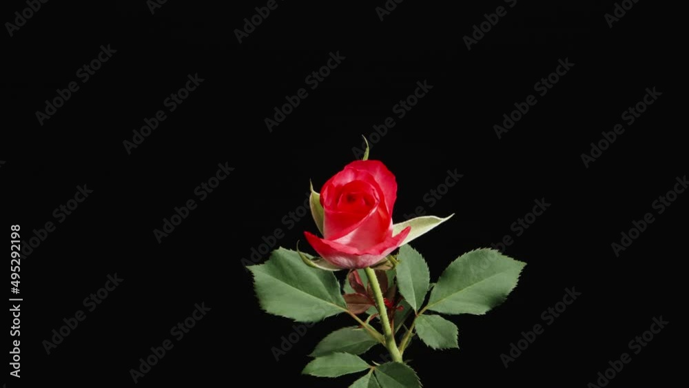 Red rose on a black background, camera zoom, macro video Red rose on a black background, camera zoom, macro video