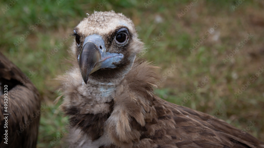 Griffon Vulture muzzle, close up. Gyps fulvus. Big bird on a background of green grass. Portrait. Wildlife, Africa. B/W