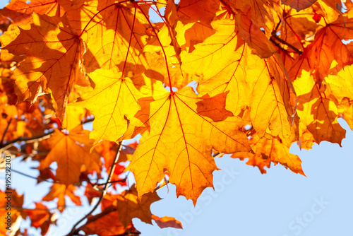 bright golden maple foliage against the blue sky
