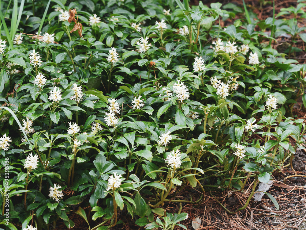 Pachysandra terminalis | Dense carpet of Japanese spurge or pachysandra. White upright flowers head with thick filaments above yellowish glossy green alternate leaves Pachysandra terminalis | Dense carpet of Japanese spurge or pachysandra. White upright flowers head with thick filaments above yellowish glossy green alternate leaves