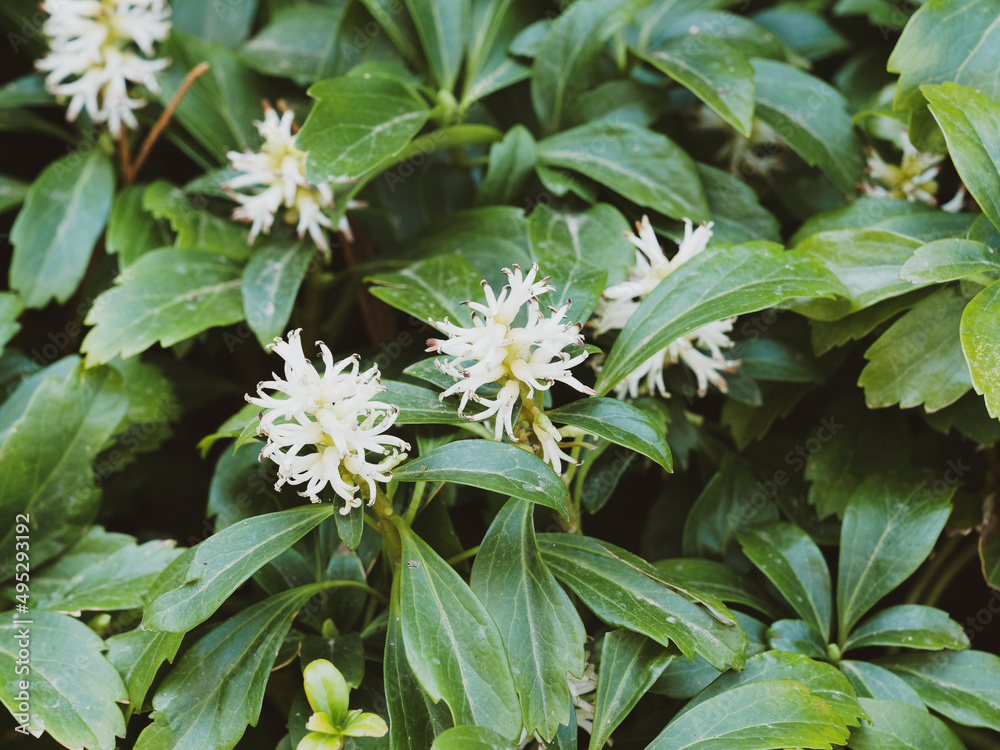 Fototapeta premium Japanese pachysandra or Pachysandra terminalis. White flowers with thick filaments above clusters of leaves pale green to yellowish green on short creeping stems