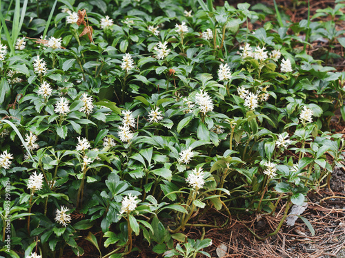 Pachysandra terminalis | Dense carpet of Japanese spurge or pachysandra. White upright flowers head with thick filaments above yellowish glossy green alternate leaves photo