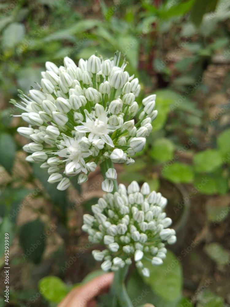 Beautiful flower picture. natural pretty flower. Beautiful flower picture. natural pretty flower.