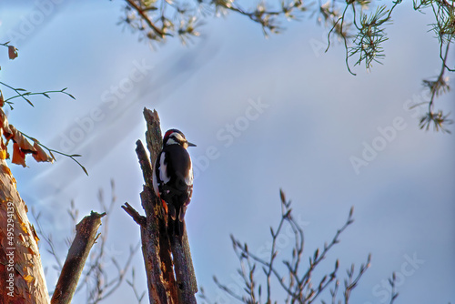 close up of a woodpecker bird on a tree