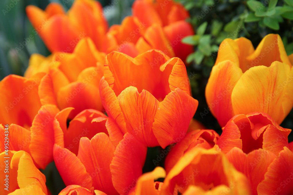 yellow-red tulips in the garden, blurred floral background yellow-red tulips in the garden, blurred floral background