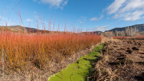 Landscape of wicker fields and green river