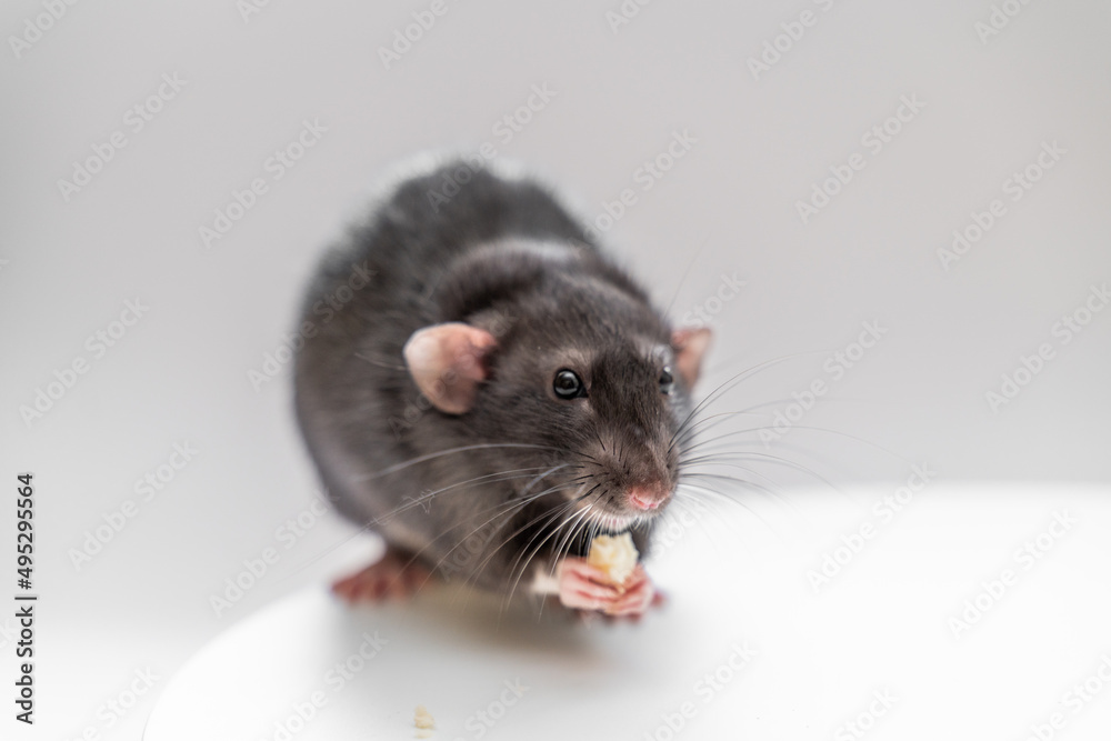 Domestic black dumbo rat sits and eats food on a spruce background. The concept of pets.