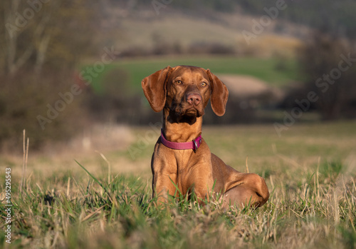 A ungarian magyar vizsla dog closeup in jena